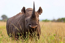 Male Black rhinoceros (Diceros bicornis),  Phinda Private Game Reserve, Kwazulu Natal, South Africa, February.