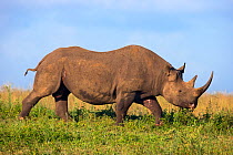 Male Black rhinoceros (Diceros bicornis), Phinda Private Game Reserve, Kwazulu Natal, South Africa, February.