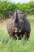 Male Black rhinoceros (Diceros bicornis) feeding on vegetation, Phinda Private Game Reserve, Kwazulu Natal, South Africa, February.