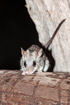 Black-tailed tree rat (Thallomys nigricauda), Kgalagadi Transfrontier Park, South Africa, January.