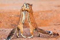 Male and female Ground squirrels (Xerus inauris) interacting, Kgalagadi Transfrontier Park, Northern Cape, South Africa, February.
