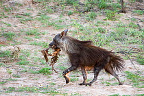 Brown hyena (Hyaena brunnea) carrying carrion from lion kill in its mouth, Kgalagadi Transfrontier National Park, Northern Cape, South Africa, January.