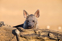 Brown hyena (Hyaena brunnea), Kgalagadi Transfrontier National Park, Northern Cape, South Africa, January.