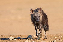 Brown hyena (Hyaena brunnea), Kgalagadi Transfrontier National Park, Northern Cape, South Africa, January.