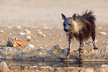 Brown hyena (Hyaena brunnea) at a waterhole, Kgalagadi Transfrontier National Park, Northern Cape, South Africa, January.