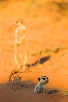 Meerkat (Suricata suricatta) emerging from burrow, Kgalagadi Transfrontier Park, Northern Cape, South Africa, January.