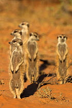 Meerkats (Suricata suricatta) standing alert, Kgalagadi Transfrontier Park, Northern Cape, South Africa, January.