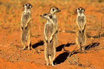 Meerkats (Suricata suricatta) standing alert, Kgalagadi Transfrontier Park, Northern Cape, South Africa, January.