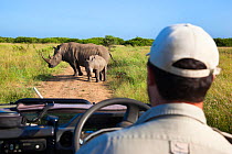 Tourist watching a White rhinoceros (Ceratotherium simum) mother and calf, Phinda Private Reserve, KwaZulu Natal, South Africa, February 2013.