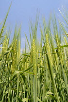 Low angle view of Ripening Barley (Hordeum vulgare), Wiltshire, UK, July.