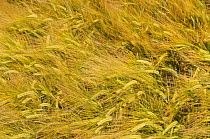 Windblown field of ripening Barley (Hordeum vulgare), Wiltshire, UK, July.