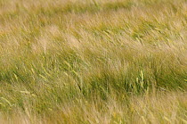 Ripening Barley (Hordeum vulgare) crop rippled by gusts of wind, Wiltshire, UK, July.
