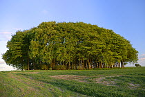 Clump of beech trees (Fagus sylvatica) and arable field on the Ridgeway, ancient track and long distance pathway, in sunset light, Marlborough Downs, Wiltshire, UK, May.