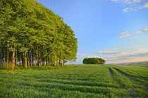 Clumps of beech trees (Fagus sylvatica) and arable field on the Ridgeway ancient track and long distance pathway, Marlborough Downs, Wiltshire, UK, May.