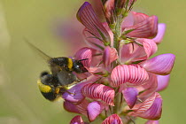 Buff-tailed bumblebee (Bombus terrestris) foraging on Common sainfoin (Onobrychis viciifolia) flowering in a Pollen and Nectar flower mixture bordering a Barley crop, Marlborough Downs, Wiltshire, UK,...