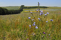 Chicory (Cichorium intybus) flowering among Nodding / Musk thistles (Carduus nutans) in a fallow field with a tree belt and a flowering Linseed crop (Linum usitatissimum) in the background, Marlboroug...