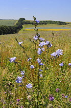 Chicory (Cichorium intybus) flowering among Nodding / Musk thistles (Carduus nutans) in a fallow field with a tree belt and a flowering Linseed crop (Linum usitatissimum) in the background, Marlboroug...