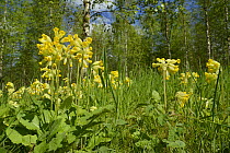 Low angle view of Cowslips (Primula veris) flowering on the fringe of a plantation of Silver birch (Betula pendulosa), Wiltshire, UK, May.