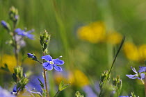 Germander speedwell (Veronica chamaedrys) flowering in a chalk grassland meadow, with defocused Horsehoe vetch flowers (Hippocrepis comosa) in the background, Wiltshire, UK, May.