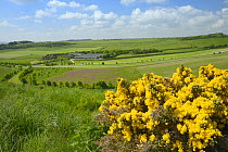 Farmland with mix of rough pasture with flowering European gorse (Ulex europaeus), Red campion (Silene dioica) flowering in a pollen and nectar flower mix patch, arable fields and farm buildings, Marl...