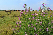 Great willowherb (Epilobium hirsutum) flowering in a ditch with a herd of Bullocks (Bos taurus) in the background, Gloucestershire, UK, July.