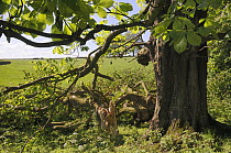 Horse Chestnut tree (Aesculus hippocastanum) with major branch broken off during a storm, Wiltshire, UK, May.