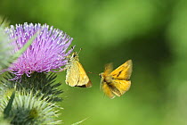 Male Large skipper (Ochlodes sylvanus) hovering to court a female foraging on a Spear thistle (Cirsium vulgare) flowering in a pollen and nectar flower mixture bordering a Barley crop, Marlborough Dow...