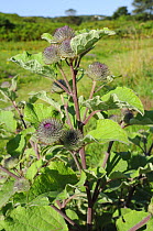 Lesser burdock (Arctium minus) with red stems and purple tinged spiny bracts on the flowerheads, about to flower in rough grassland near the coast, Gower Penisula, Wales, UK, July.