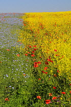 Crops of Linseed (Linum usitatissimum) and Oilseed rape (Brassica napus) flowering side by side with Common poppies (Papaver rhoeas) flowering amongst them, Marlborough Downs farmland, Wiltshire, UK,...