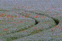Vehicle tracks through a flowering Linseed crop (Linum usitatissimum) dotted with Common poppies (Papaver rhoeas), Marlborough Downs farmland, Wiltshire, UK, July.