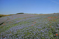 Flowering Linseed crop (Linum usitatissimum) dotted with Common poppies (Papaver rhoeas) with the Ridgeway in the background, Marlborough Downs farmland, Wiltshire, UK, July.