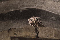 Little owl (Athene noctua) roosting in a farm barn by day, Wiltshire, UK, July.
