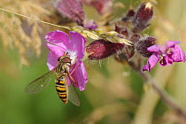 Marmalade Hover fly (Episyrphus balteatus) feeding on Red campion flower (Silene dioica) in a pollen and nectar flower mix strip bordering a barley field, Marlborough Downs, Wiltshire, UK, July.