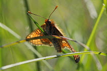 Marsh fritillary butterfly (Euphydryas aurinia) basking on a grass blade in a chalk grassland meadow, Wiltshire, UK, May.