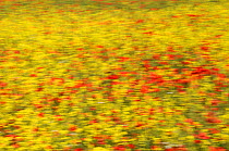 Common poppies (Papaver rhoeas) flowering among a field of Oilseed rape (Brassica napus), long exposure abstract, Marlborough Downs farmland, Wiltshire, UK, July.