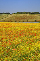 Common poppies (Papaver rhoeas) flowering among a field of Oilseed rape (Brassica napus), with a flowering Linseed crop (Linum usitatissimum) and woodland in the background, Marlborough Downs farmland...