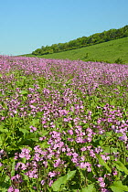 Red campion (Silene dioica) flowering in a pollen and nectar flower patch in farmland, Marlborough Downs, Wiltshire, UK, June.