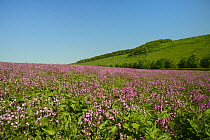 Red campion (Silene dioica) flowering in a pollen and nectar flower patch in farmland, Marlborough Downs, Wiltshire, UK, June.