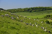 Sheep (Ovis aries) grazing hillside pasture, Marlborough Downs, Wiltshire, UK, June.