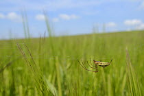 Long-jawed orbweaver / Common Stretch spider (Tetragnatha extensa) hanging upside down on its web in a Barley crop, Marlborough Downs, Wiltshire, UK, July.