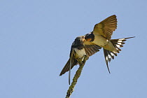 Barn swallow (Hirundo rustica) in flight feeding a chick perched on a branch of a dead tree, Wiltshire famland, UK, July.