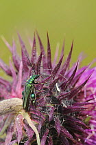 Male Thick-legged flower beetle / Swollen-thighed beetle (Oedemera nobilis) resting on a Nodding / Musk thistle (Carduus nutans) flowering in a Pollen and Nectar flower mixture bordering a Barley crop...
