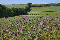 Nodding / Musk thistles (Carduus nutans) flowering in a fallow field with a tree belt and a flowering Linseed crop (Linum usitatissimum) in the background, Marlborough Downs farmland, Wiltshire, UK, J...