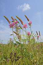 Low angle view of Common sainfoin (Onobrychis viciifolia) flowering in a pollen and nectar flower mix strip bordering a Barley crop (Hordeum vulgare), Marlborough Downs, Wiltshire, UK, July.