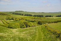 Farmland meadow with flowering Common Hogweed (Heracleum sphondylium) and pastureland grazing for horses and sheep, arable crops, tree belts and the Ridgeway in the background, Marlborough Downs, Wilt...