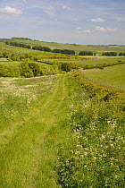 Farmland meadow with flowering Common Hogweed (Heracleum sphondylium) and pastureland grazing for horses and sheep, arable crops, tree belts and the Ridgeway in the background, Marlborough Downs, Wilt...