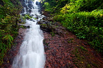 Seasonal waterfall during the monsoon. Koyna, India. Western Ghats