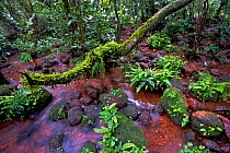 Shallow river and vegetation growing between volcanic rocks, Deccan Traps, Western Ghats, India.