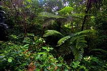 Tree fern (Cyathea manniana) in the Atewa forest reserve, Ghana.