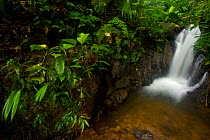 Waterfall in the rainforest, Canande Reserve, Ecuador.